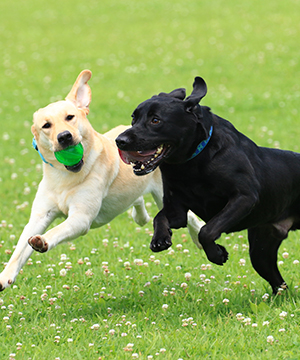 Dog Run ドッグラン